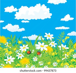 Ladybugs in a field with chamomiles