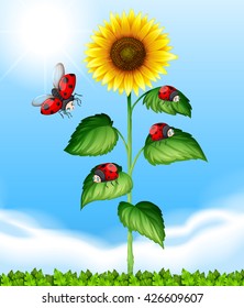 Ladybugs flying around sunflower illustration
