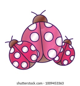 ladybugs insect small icon animal