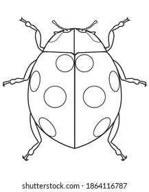 ladybugs line vector illustration,isolated on white background,animal top view