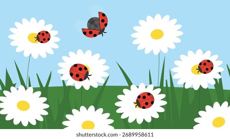 Ladybugs on daisies. Vector illustration in flat style.