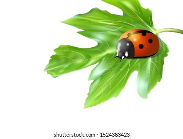  ladybugs on a green leaf isolated on white