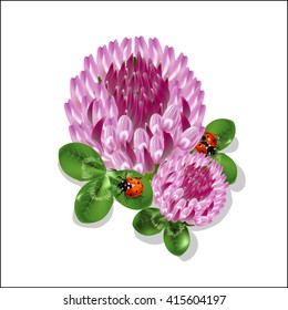 Ladybugs on leaves of a pink clover. Vector illustration.