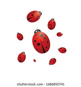 Ladybugs on a white background, vector illustration