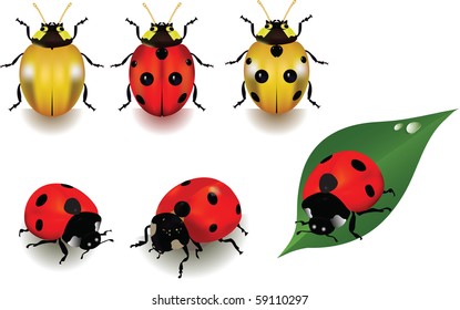 Ladybugs over white background. Vector illustration