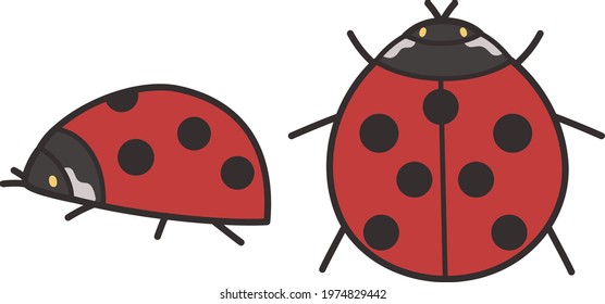 Ladybugs seen from above and ladybugs seen from the side