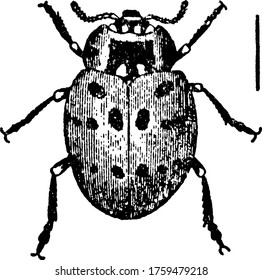  Ladybugs, that are commonly yellow, orange, or scarlet with small black spots on their wing covers, with black legs, head and antennae, vintage line drawing or engraving illustration.