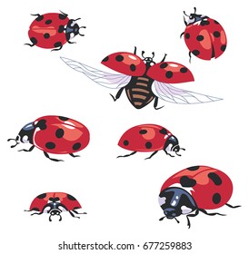 Ladybugs vector illustration