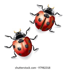 Ladybugs. vector illustration.