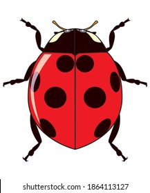 ladybugs vector illustration,isolated on white background,animal top view