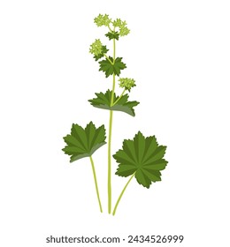 Lady's mantle, field flower, vector drawing wild plants at white background, Alchemilla vulgaris,floral element, hand drawn botanical illustration