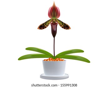 Lady's slipper orchid. Paphiopedilum Isolated on a white background.