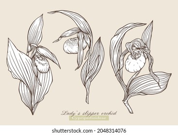 Lady's slipper orchid. Vector illustration In botanical style. Clip art set of elements for design