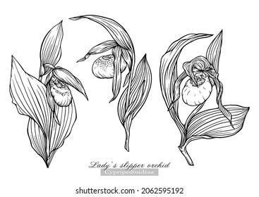Lady's slipper orchid. Vector illustration In botanical style. Clip art set of elements for design