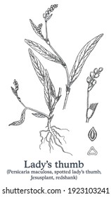 Lady's thumb. Vector hand drawn plant. Botanical plant illustration. Vintage medicinal plant sketch.