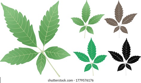 Lagundi Chinese Chaste Tree Five-Leaved Chaste Tree Horsehoe Vitex Nisinda Leaves Covid Cough Therapeutic