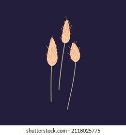 Lagurus ovatus, dry grass with bristle on stems. Hares tail wild plant with soft panicles. Field bunnytail composition. Isolated botanical flat vector illustration