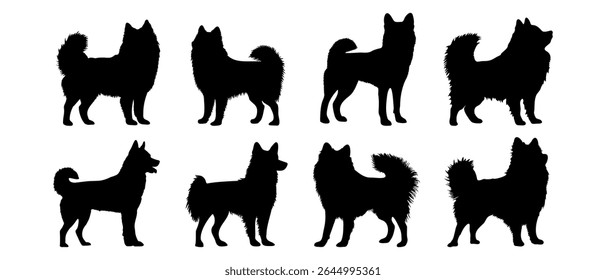 Laika, spitz pomerânia, husky em diferentes poses. Silhueta de raça de cão