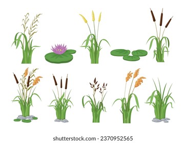 Lake aquatic plant cartoon swamp cattails marsh reed and blooming bulrush set isometric vector illustration. Wild nature pond river with water lily green foliage outdoor riverside flora environment