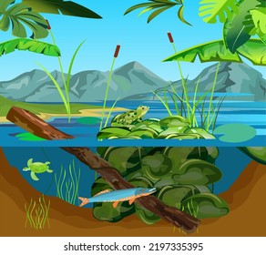 Lake ecosystem and Underwater pond landscape frog sitts on stones jungle vector 