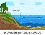 Lake ecosystem. Zonation in lake water infographic. Pond or river freshwater zones diagram with text for education. Lake ecosystems division into littoral, open water and deep water zones. Vector