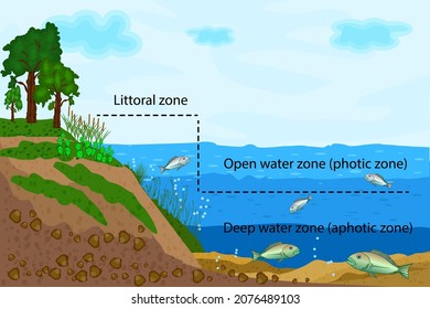 ecosistema del lago. Zonación en la infografía del agua del lago. Diagrama de zonas de estanque o río con agua dulce con texto para la educación. Los ecosistemas de los lagos se dividen en zonas costeras, de aguas abiertas y de aguas profundas. Vector