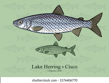 Lake Herring, Cisco. Vector illustration with refined details and optimized stroke that allows the image to be used in small sizes (in packaging design, decoration, educational graphics, etc.)
