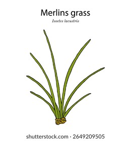 Quillwort do lago ou grama de Merlins (Isoetes lacustris), planta medicinal aquática. Ilustração vetorial botânica desenhada à mão