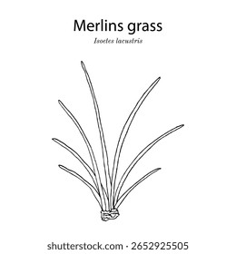 Quillwort do lago ou grama de Merlins (Isoetes lacustris), planta medicinal aquática. Ilustração vetorial botânica desenhada à mão