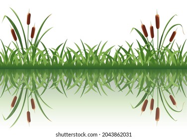 Lake reed is reflected in the water.