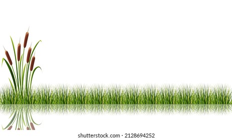 Lake Reed Is Reflected In The Water. Landscape With Marsh Plants. Vector Illustration Of Swamp Grass, Background.