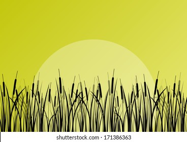 Lake reed and wild water plants detailed silhouettes outdoor illustration background vector