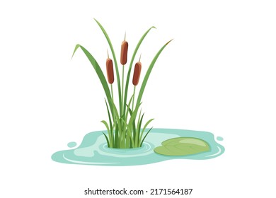 Lake reeds in the water. Vector illustration of marsh vegetation isolated on white background.