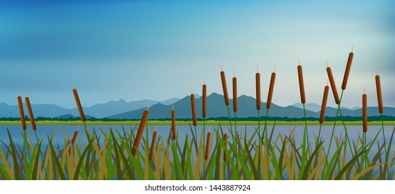 Lake scape and reed 
Cattail grass vector