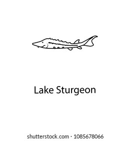 lake sturgeon icon. Element of marine life for mobile concept and web apps. Thin line lake sturgeon icon can be used for web and mobile. Premium icon on white background