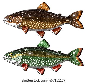 lake trout