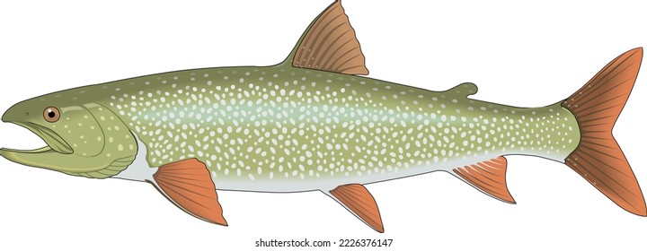 Lake Trout Swimming Vector Illustration