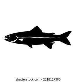lake trout vector 