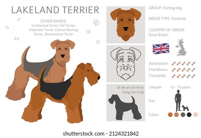 Lakeland terrier clipart. Different poses, coat colors set.  Vector illustration