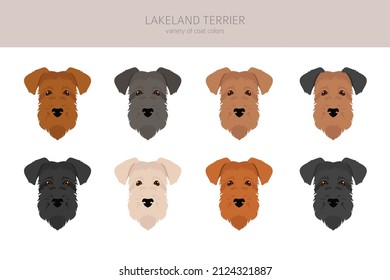 Lakeland terrier clipart. Different poses, coat colors set.  Vector illustration