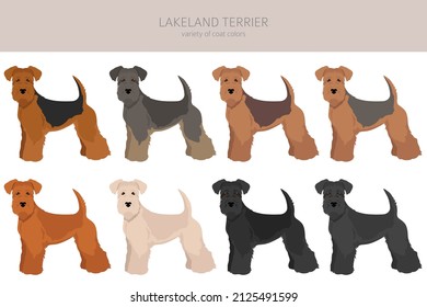 Lakeland terrier clipart. Different poses, coat colors set.  Vector illustration