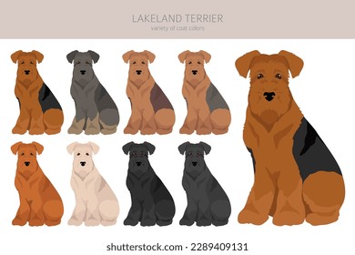 Lakeland terrier clipart. Different poses, coat colors set.  Vector illustration