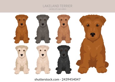 Lakeland terrier puppy clipart. Different poses, coat colors set.  Vector illustration