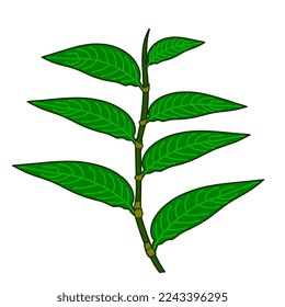 laksa leaf vector icon colour
