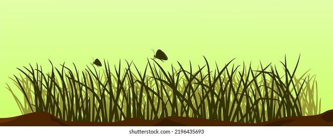 lalang grass, cogon grass or Imperata Cylindrica, plants in all seasons especially in asia, natural grass leaf texture background