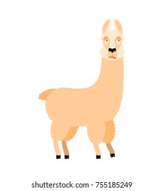 Lama Alpaca was confused emotions. Animal is perplexed. Beast surprise. Vector illustration
