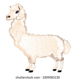 Lama or alpaca cute cartoon animal illustration.