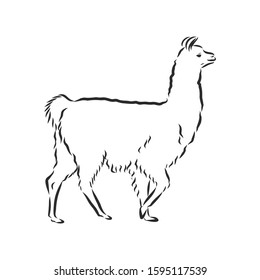 Lama alpaca domestic animal, vector illustration sketch 