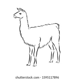 Lama alpaca domestic animal, vector illustration sketch 