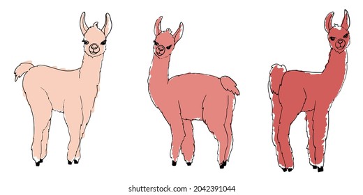 Lama, alpaca, guanaco and vicuna animals sketch vector set. Camelid mammals with pink wool, different shades.  Сute farm llama animals  silhouettes painted with markers